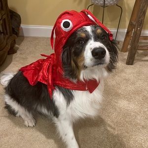 Shrimp 🦐 dog costume NWOT